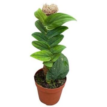 image RHAPHIDOPHORA KORTHALSII