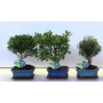 image BONSAI CERAM