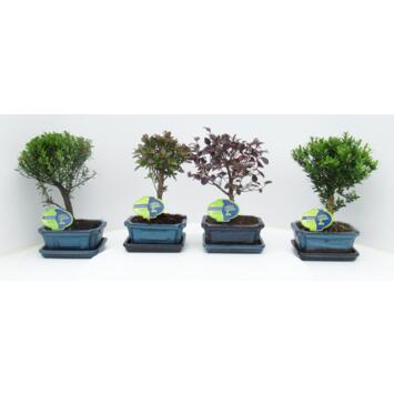 image BONSAI CERAM