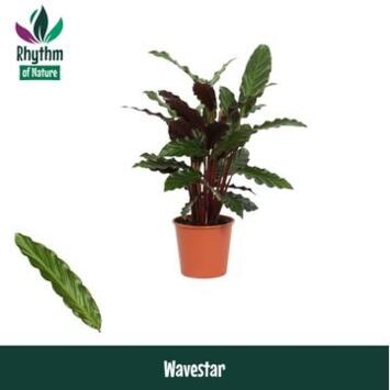 image CALATHEA RUFIBARBA WAVESTAR