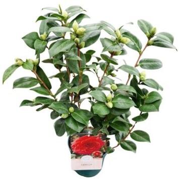 image CAMELLIA JAPONICA ROUGE