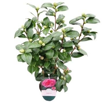 image CAMELLIA JAPONICA ROSE