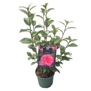 image CAMELLIA JAPONICA ROSE