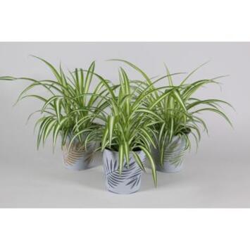 image CHLOROPHYTUM ZINC