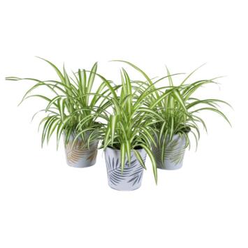 image CHLOROPHYTUM ZINC