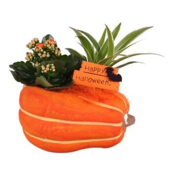 image KALANCHOE CHLOROPHYTUM CERAM HALLOWEEN