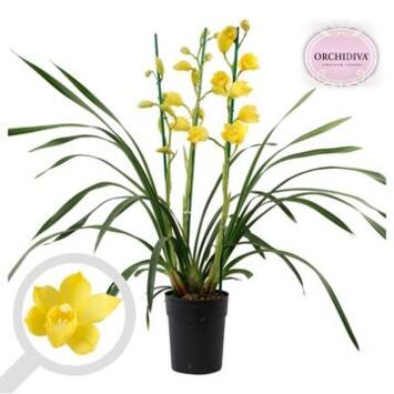 image CYMBIDIUM 3BR
