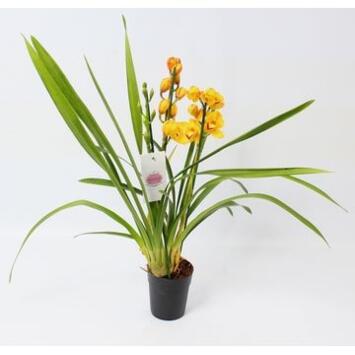 image CYMBIDIUM 3BR