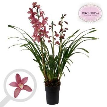image CYMBIDIUM 3BR