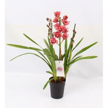 image CYMBIDIUM 3BR