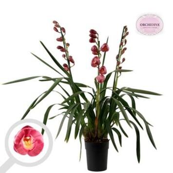 image CYMBIDIUM 3BR