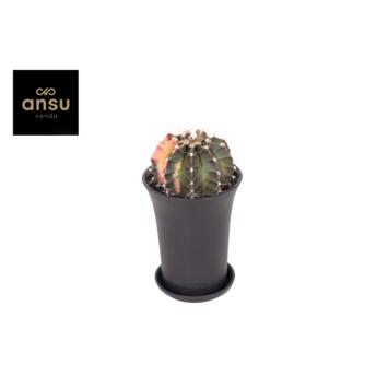 image CACTUS GYMNOCALYCIUM