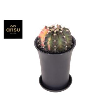 image CACTUS GYMNOCALYCIUM