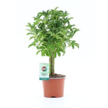 image SCHEFFLERA LUSEANA