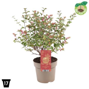 image SYMPHORINE MAGICAL GALAXY ROSE