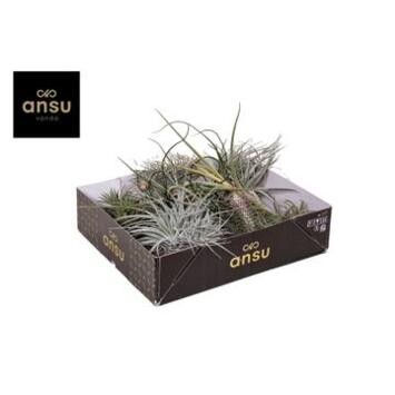 image TILLANDSIA