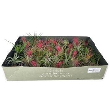 image TILLANDSIA