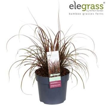 image UNCINIA RUBRA EVERFLAME