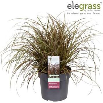 image UNCINIA RUBRA EVERFLAME