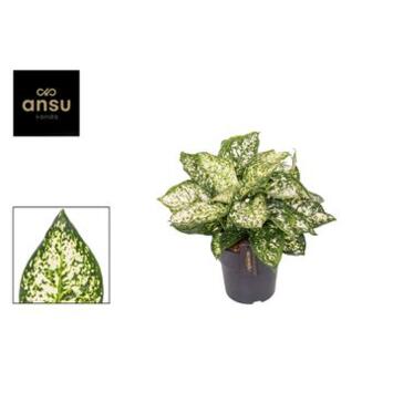 image AGLAONEMA IVORY JADE