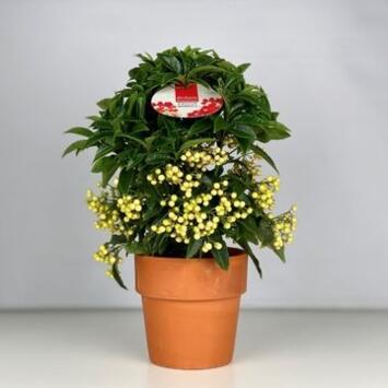 image ARDISIA CRENATA BLANC P TERRE