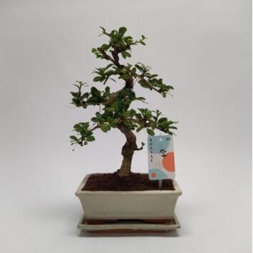 image BONSAI CARMONA CERAM