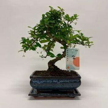 image BONSAI CARMONA CERAM