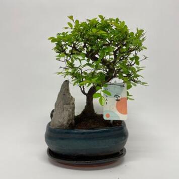 image BONSAI ZELKOVA CERAM