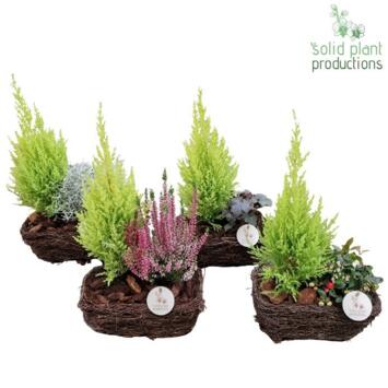 image COMPO 2 PLANTES VANNERIE