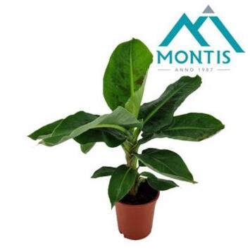 image MUSA TROPICANA