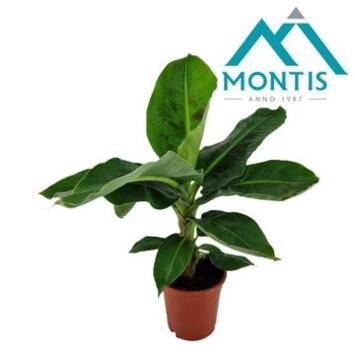 image MUSA TROPICANA