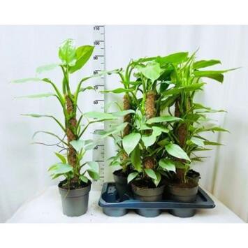 image PHILODENDRON SILVER QUEEN TM