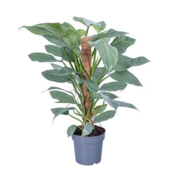image PHILODENDRON SILVER QUEEN TM