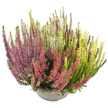 image ERICA CALLUNA MOSAIC COUPE