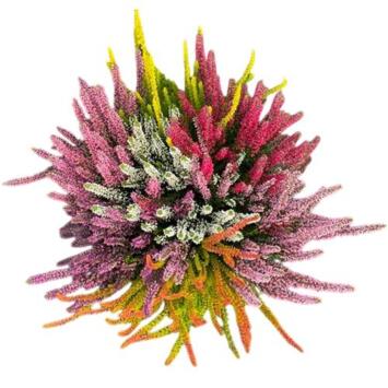 image ERICA CALLUNA MOSAIC COUPE