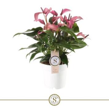 image ANTHURIUM ANDREANUM ZIZOU