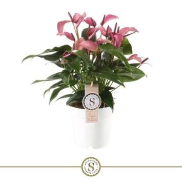 image ANTHURIUM ANDREANUM ZIZOU