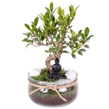 image BONSAI VARIE COUPE VERRE