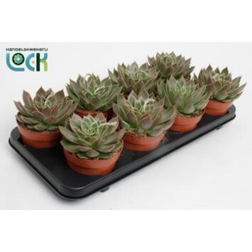 image ECHEVERIA AGAVOIDES