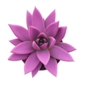image ECHEVERIA MIRANDA