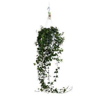 image HEDERA ANNA SUSP
