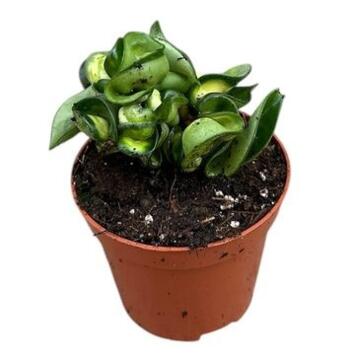 image HOYA MAUNA LOA