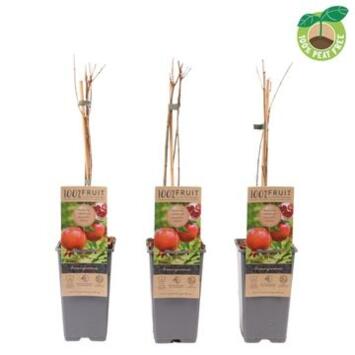 image PUNICA GRANATUM