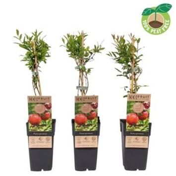 image PUNICA GRANATUM