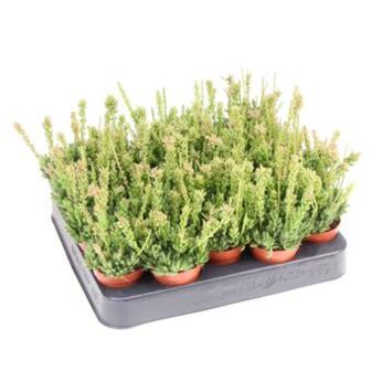 image RHIPSALIS MESEMBRYANTHEMOIDES