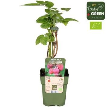 image FRAMBOISIER RUBUS