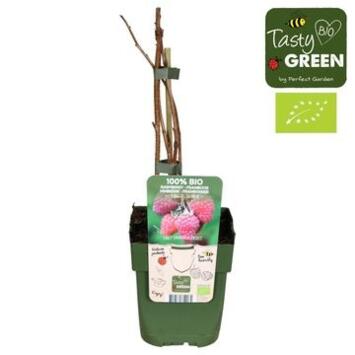 image FRAMBOISIER RUBUS