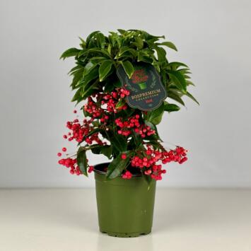 image ARDISIA CRENATA