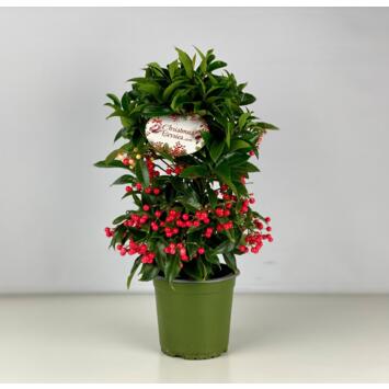 image ARDISIA CRENATA