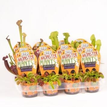image PLANTE CARNIVORE